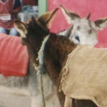 Ecuador - Guamote