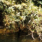 Ecuador - Macas