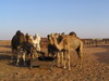 camellos