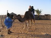 camellos