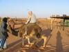 camellos