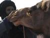 camellos