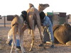 camellos