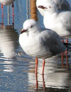 hobarts_gulls