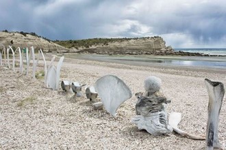 Argentina - Puerto Pirámides