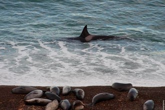 Argentina - Península Valdés - Puerto Pirámides